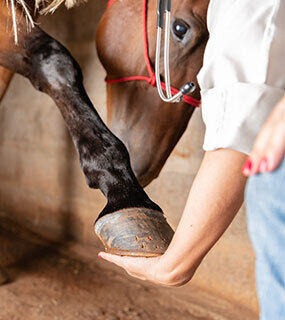 LAMENESS MANAGEMENT 